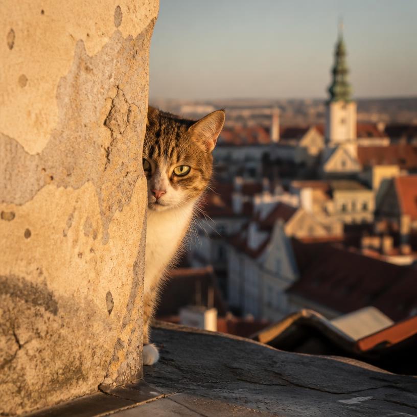 Kočičí tajemství a jiné historky