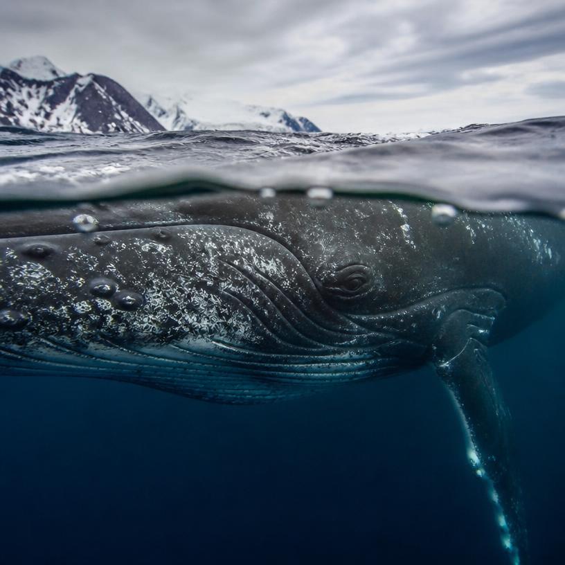Vládci hlubin a mistři oceánu